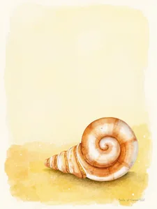 Seashell