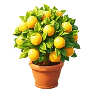 Lemon Tree