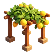 Citrus Pergola