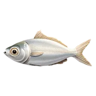 Sardine